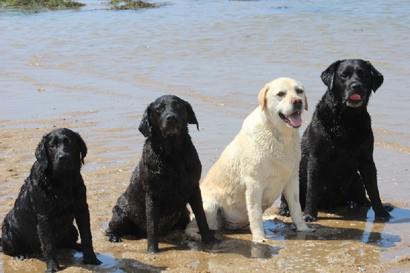 Labradors à la plage